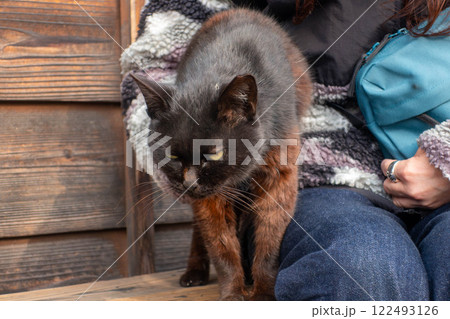 人懐こい黒猫 人懐こい黒猫 122493126