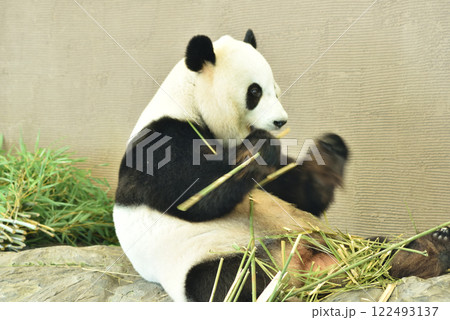 ジャイアントパンダ 食事中(アドベンチャーワールド) ジャイアントパンダ 食事中(アドベンチャーワールド) 122493137