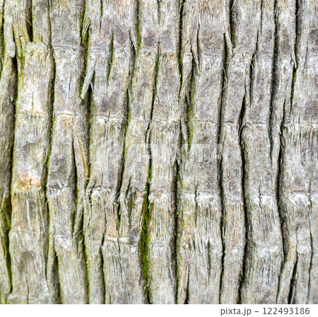 Wooden pattern. Background from the bark of a palm tree. Wrinkled bark. Uneven surface. Wooden pattern. Background from the bark of a palm tree. Wrinkled bark. Uneven surface. 122493186