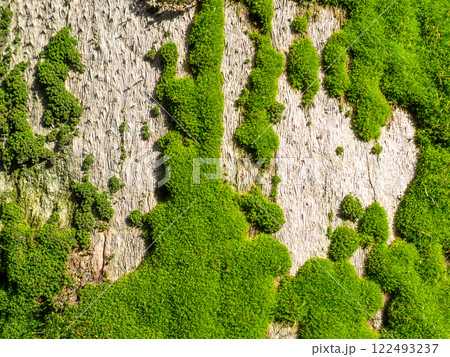 Bright green soft moss. moss on a tree trunk. Close-up of the surface of a tree. Background from natural elements. 122493237