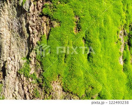 Bright green soft moss. moss on a tree trunk. Close-up of the surface of a tree. Background from natural elements. 122493238