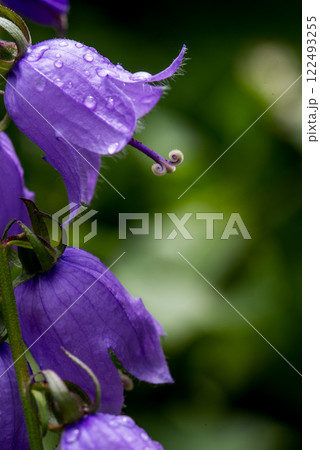 Campanula rotundifolia, the common harebell, Scottish bluebell, or bluebell of Scotland. Campanula rotundifolia, the common harebell, Scottish bluebell, or bluebell of Scotland. 122493255