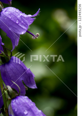 Campanula rotundifolia, the common harebell, Scottish bluebell, or bluebell of Scotland. 122493256