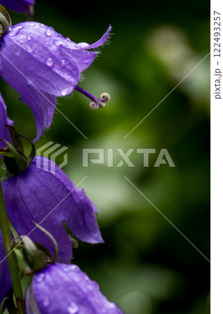 Campanula rotundifolia, the common harebell, Scottish bluebell, or bluebell of Scotland. 122493257
