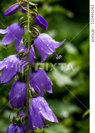 Campanula rotundifolia, the common harebell, Scottish bluebell, or bluebell of Scotland. 122493262