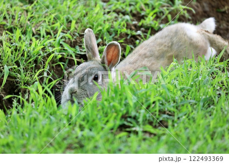 穴の中で休むウサギ 122493369