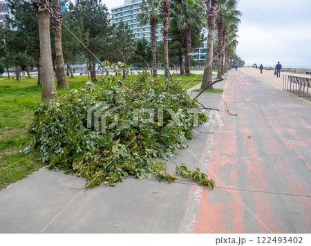 A pile of cut branches lies on the sidewalk. Work of gardeners. A pile of cut branches lies on the sidewalk. Work of gardeners. 122493402