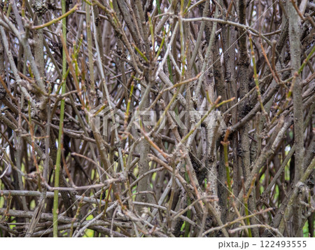 Background from bare branches of a bush. Bush without leaves. Buds on branches. Plant in winter in the south. Background from bare branches of a bush. Bush without leaves. Buds on branches. Plant in winter in the south. 122493555