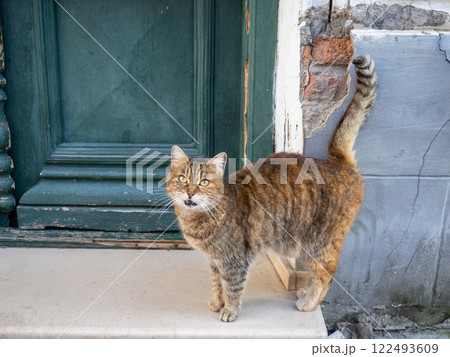 Brown cat on the street. Cat on the sidewalk close-up. Homeless animal. Street. 122493609
