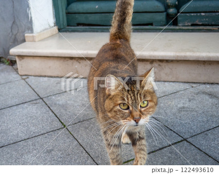 Brown cat on the street. Cat on the sidewalk close-up. Homeless animal. 122493610