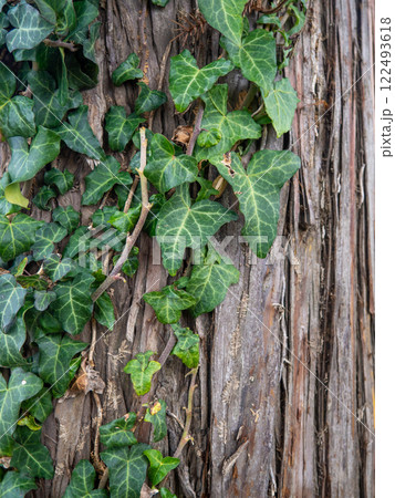 Ivy wraps around a tree trunk. Ivy leaves on the bark of a large tree. Background from leaves and bark 122493618