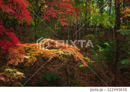 秋の武田神社【躑躅ヶ崎館跡】 秋の武田神社【躑躅ヶ崎館跡】 122493638