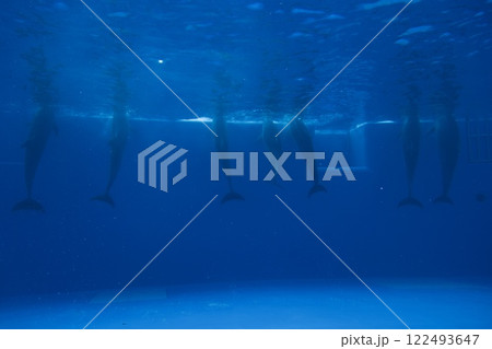 須磨シーワールドの水槽（イルカ） 122493647