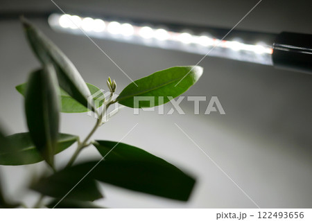 Growing potted olive tree under natural artificial lighting. Lighting of home plants highlighted with LED fitolamp. Leaves close up. Growing organic plants at home concept Growing potted olive tree under natural artificial lighting. Lighting of home plants highlighted with LED fitolamp. Leaves close up. Growing organic plants at home concept 122493656