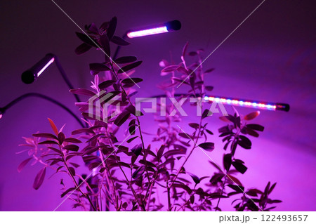 Growing potted olive tree under ultraviolet UV artificial lighting. Lighting of home plants highlighted with LED fitolamp. Growing organic plants at home concept 122493657