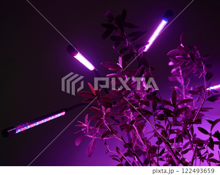 Growing potted olive tree under ultraviolet UV artificial lighting. Lighting of home plants highlighted with LED fitolamp. Growing organic plants at home concept Growing potted olive tree under ultraviolet UV artificial lighting. Lighting of home plants highlighted with LED fitolamp. Growing organic plants at home concept 122493659