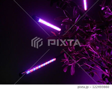 Growing potted olive tree under ultraviolet UV artificial lighting. Lighting of home plants highlighted with LED fitolamp. Growing organic plants at home concept Growing potted olive tree under ultraviolet UV artificial lighting. Lighting of home plants highlighted with LED fitolamp. Growing organic plants at home concept 122493660