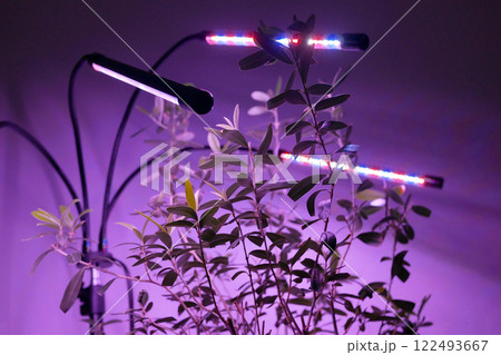 Growing potted olive tree under ultraviolet UV artificial lighting. Lighting of home plants highlighted with LED fitolamp. Growing organic plants at home concept 122493667