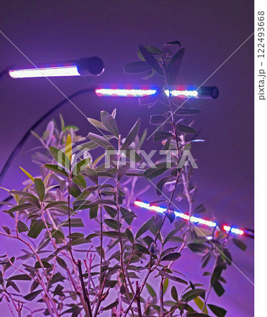 Growing potted olive tree under ultraviolet UV artificial lighting. Lighting of home plants highlighted with LED fitolamp. Growing organic plants at home concept Growing potted olive tree under ultraviolet UV artificial lighting. Lighting of home plants highlighted with LED fitolamp. Growing organic plants at home concept 122493668