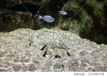 須磨シーワールドの水槽の魚 122493716