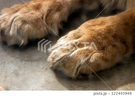 ライオンの別名はシシ（獅子）【メスライオン前足アップ】 122493949