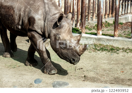 頭部に二つの角をある哺乳綱奇蹄目サイ科クロサイ 122493952