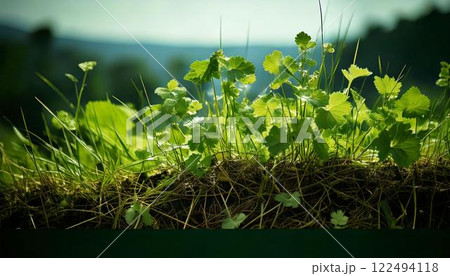 空き地　荒地　雑草　土地 122494118