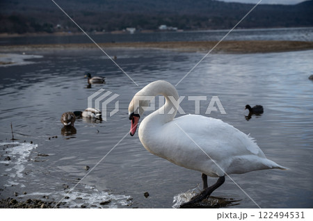 【山梨】山中湖の白鳥と水鳥 【山梨】山中湖の白鳥と水鳥 122494531