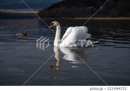 【山梨】山中湖の白鳥と水鳥 【山梨】山中湖の白鳥と水鳥 122494532