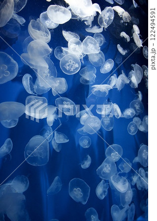 須磨シーワールドの水槽のくらげ 122494591