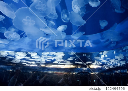 須磨シーワールドの水槽のくらげ 122494596