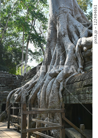 巨木に覆われたタ・プローム寺院,アンコール遺跡群/カンボジア 巨木に覆われたタ・プローム寺院,アンコール遺跡群/カンボジア 122494661