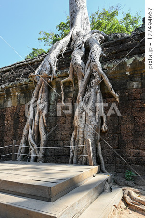巨木に覆われたタ・プローム寺院,アンコール遺跡群/カンボジア 巨木に覆われたタ・プローム寺院,アンコール遺跡群/カンボジア 122494667