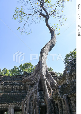 巨木に覆われたタ・プローム寺院,アンコール遺跡群/カンボジア 巨木に覆われたタ・プローム寺院,アンコール遺跡群/カンボジア 122494669