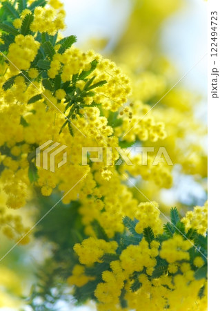 黄色の陽光に 黄色の陽光に 122494723