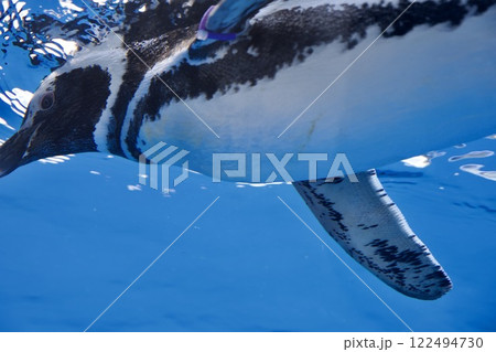 須磨シーワールドのペンギン 須磨シーワールドのペンギン 122494730