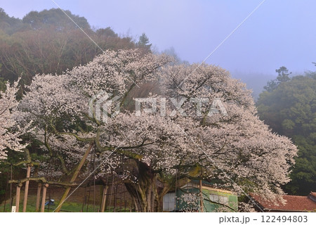 三隅太平桜 122494803