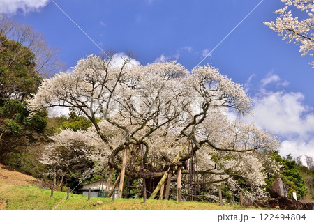 三隅太平桜 122494804