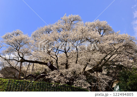 三隅太平桜 三隅太平桜 122494805