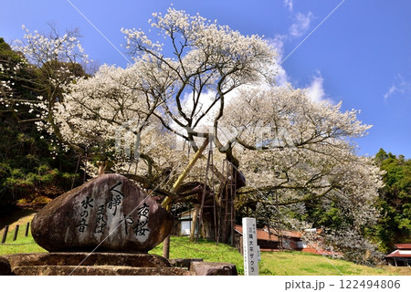 三隅太平桜 三隅太平桜 122494806