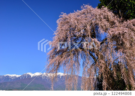 吉瀬のしだれ桜 吉瀬のしだれ桜 122494808