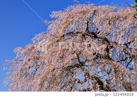 吉瀬のしだれ桜 122494810