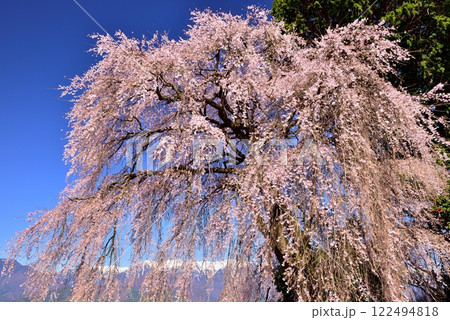 吉瀬のしだれ桜 吉瀬のしだれ桜 122494818