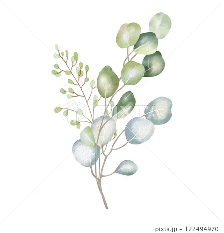 Hand-drawn watercolor illustration of elegant eucalyptus branches with lush, aromatic leaves. Perfect for wedding invitations, botanical prints, minimalist home decor, romantic greeting cards. 122494970