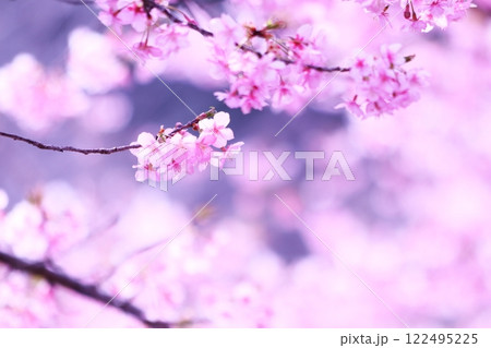 春イメージの満開の桜 122495225