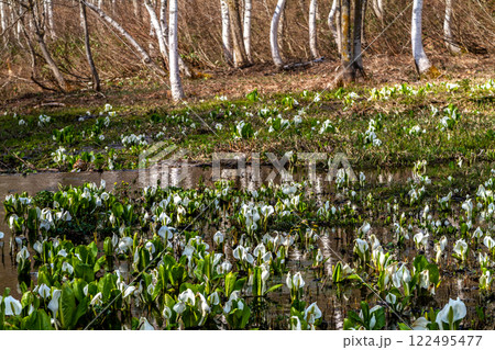 (岐阜県飛騨の自然)飛騨市 池之原湿原の水芭蕉、リュウキンカ 5月 (岐阜県飛騨の自然)飛騨市 池之原湿原の水芭蕉、リュウキンカ 5月 122495477