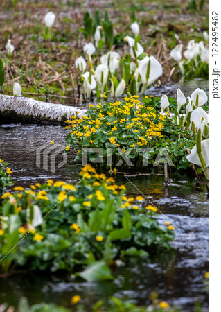 (岐阜県飛騨の自然)飛騨市 池之原湿原の水芭蕉、リュウキンカ 5月 (岐阜県飛騨の自然)飛騨市 池之原湿原の水芭蕉、リュウキンカ 5月 122495482