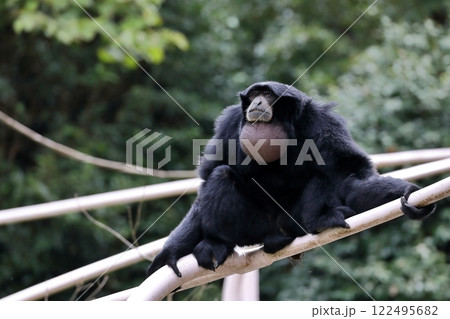 喉袋を膨らませて座るフクロテナガザル 122495682