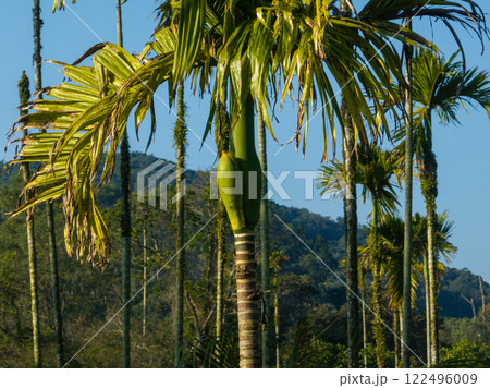 Areca palm nuts grow on tree Areca palm nuts grow on tree 122496009