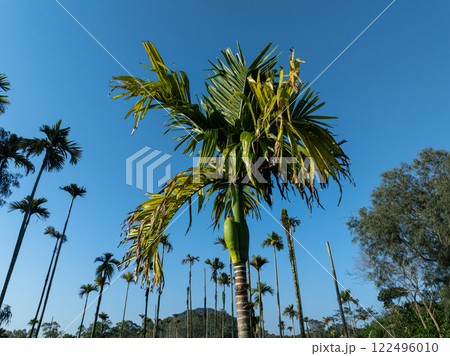 Areca palm nuts grow on tree 122496010